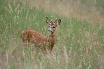 Closeup portrait of a wild roe buck (Capreolus capreolus) standing alert in tall summer grass. Natural wildlife shot with eye contact and visible antlers.