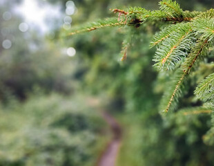Spruce tree branch and forest landscape in a foreground.