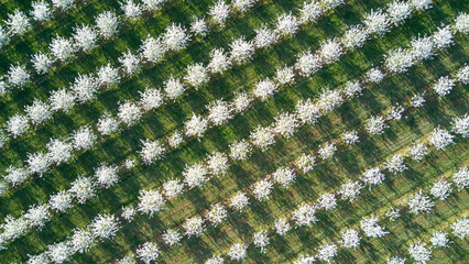 Spring in the countryside - a blooming orchard from above