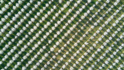 Spring in the countryside - a blooming orchard from above