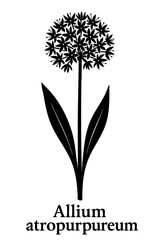Plant silhouette of Allium atropurpureum with long leaves and clustered blossoms.