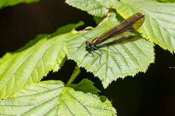 Banded demoiselle resting on green leaf in Slovakia
