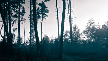 Dark forest landscape.