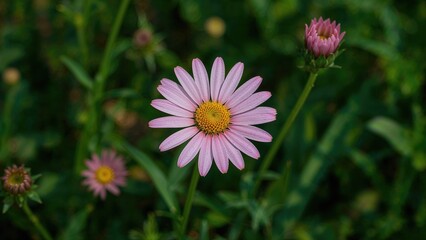 Obraz premium Perennial herb Aster amellus from the family Asteraceae, commonly called Michaelmas daisy