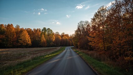 Fototapeta premium Forest in fall colors