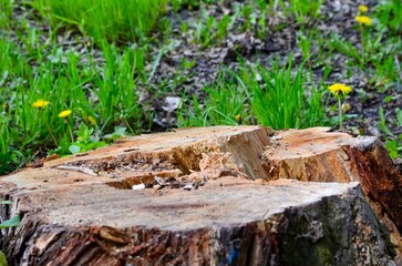 A large tree stump sits in a grassy field. The stump is surrounded by grass and flowers, including a yellow flower. The scene is peaceful and serene, with the natural elements creating a sense of calm