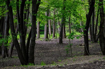 A forest with trees and a small clearing. The trees are tall and green