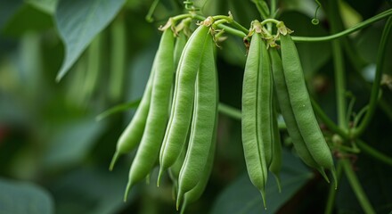 Fototapeta premium Fresh Green Fava Beans Growing on Plant in Natural Garden Setting