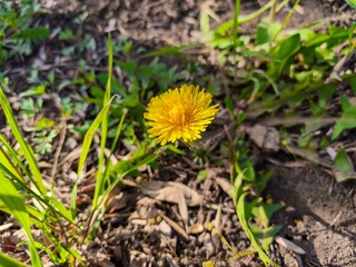 A single yellow flower is standing in the dirt, surrounded by some grass. The flower is small and...