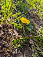 A yellow flower is growing in a field of grass. The flower is small and delicate, and it stands out against the green background. Concept of tranquility and natural beauty