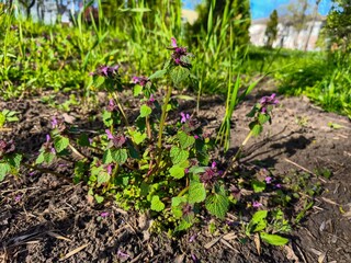 A small patch of dirt with a few purple flowers growing on it. The flowers are small and purple, and they are scattered throughout the dirt