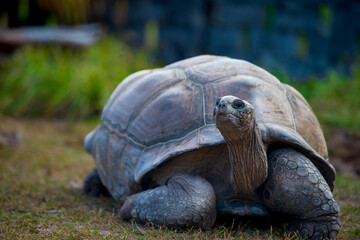 Majestic Aldabra Giant Tortoise in Natural Habitat, Peacefully Roaming Under Lush Green...
