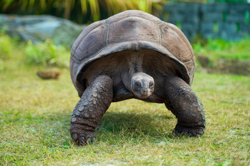 Majestic Aldabra Giant Tortoise in Natural Habitat, Peacefully Roaming Under Lush Green...