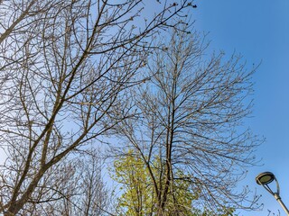 The sky is blue and the trees are bare. The light from the street lamp is shining on the trees