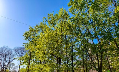 A tree with green leaves is in the middle of a forest. The sky is blue and clear