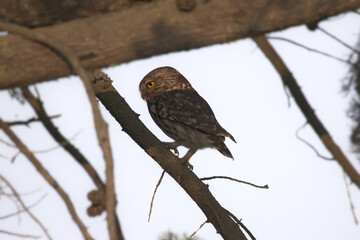 Chevêche d'Athéna (Athene noctua)