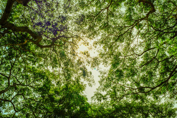 Bottom-up view green mangrove forest canopy. Natural carbon sink fight climate change. Sustainability in carbon-neutral ecosystems.