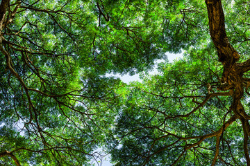 Bottom-up view green mangrove forest canopy. Natural carbon sink fight climate change. Sustainability in carbon-neutral ecosystems.