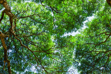 Bottom-up view green mangrove forest canopy. Natural carbon sink fight climate change. Sustainability in carbon-neutral ecosystems.