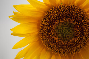 Sunflower flower on a light background