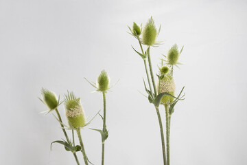 Teasel, a prickly flower on a light background. Dipsacus laciniatus.