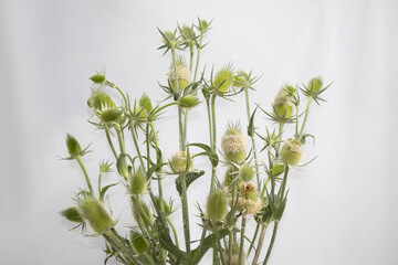 Teasel, a prickly flower on a light background. Dipsacus laciniatus.
