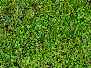Obraz premium Close-up of green grass and small wild plants forming a dense ground cover. Natural texture perfect for backgrounds, eco themes, gardening, and landscaping concepts.