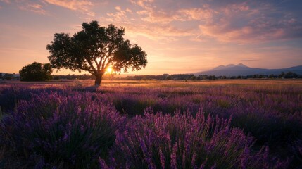Serene Lavender Field at Sunset with Tree Silhouette and Majestic Mountains in Background