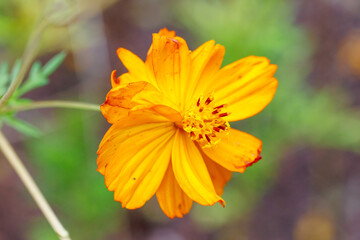Orange Cosmos sulphureus Cav flower are blooming
