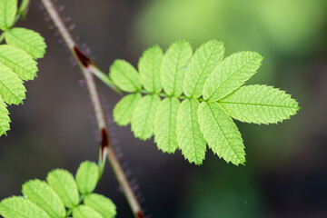 wild rose hips grow in a clearing in a birch forest on a clear sunny day