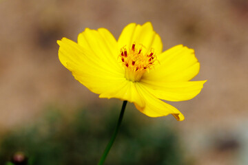 Orange Cosmos sulphureus Cav flower are blooming
