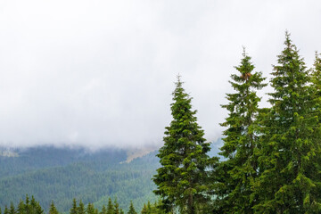 A mist-shrouded evergreen forest stretches across rolling terrain. Tall pine or fir trees dominate the scene, their silhouettes softened by fog under a hazy sky.