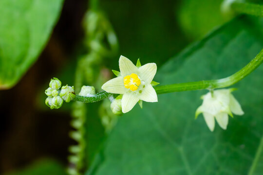 The creeping chayote plant has the scientific name Sechium edule.