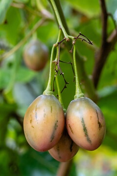 Tomato tree on cultivated in a garden