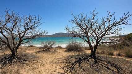 Scenic view of a dry island environment on a sunny day, highlighting bare trees and hazy blue skies.