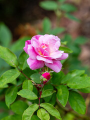 Rosa Old Blush variety cultivated in a garden