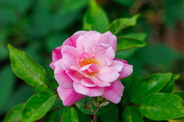 Rosa Old Blush variety cultivated in a garden