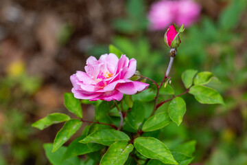 Rosa Old Blush variety cultivated in a garden