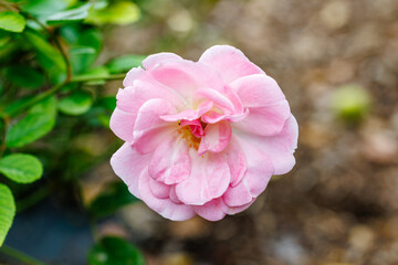 The name of these roses is Rosa Nathalie Nypels