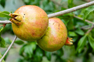 Red ripe pomegranate fruit on tree branch in the garden.