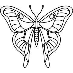 Atlas moth line art vector