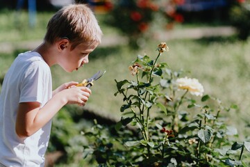 A boy with hearing aids carefully tends to blooming roses in a sunlit garden, showcasing inclusive...