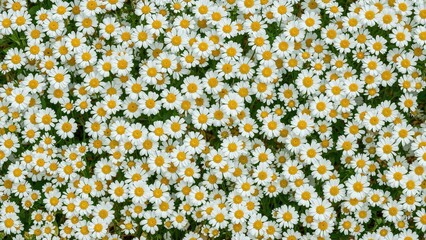 Chamomile flower pattern background