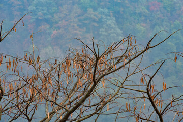 A close-up of tree branches laden with numerous dried brown seed pods, set against a blurred...