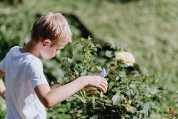 A boy with hearing aids carefully tends to blooming roses in a sunlit garden, showcasing inclusive...