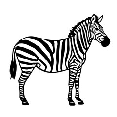 Obraz premium Black and white striped zebra cartoon, isolated wildlife mammal vector illustration