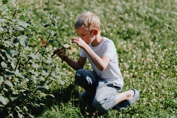 A boy with hearing aids carefully tends to blooming roses in a sunlit garden, showcasing inclusive...