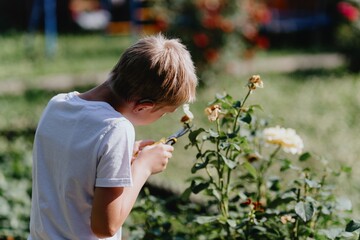 A boy with hearing aids carefully tends to blooming roses in a sunlit garden, showcasing inclusive...