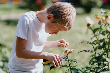 A boy with hearing aids carefully tends to blooming roses in a sunlit garden, showcasing inclusive...