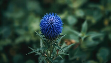 Celosia Flower with Silvery Hues